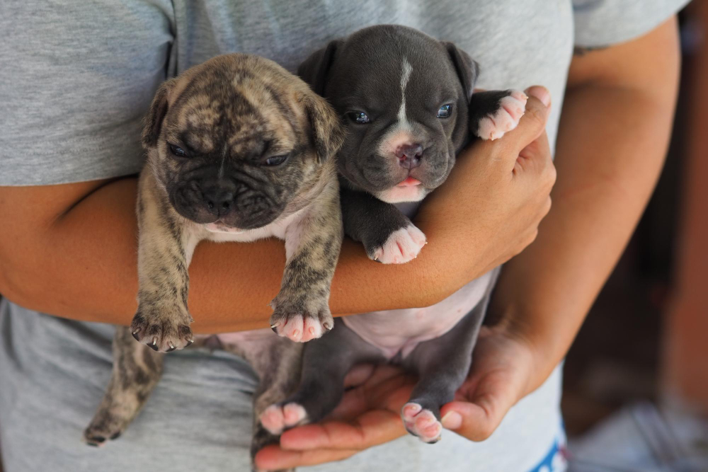 Adopción de animale