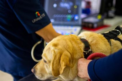 Clínica Veterinaria Rincón