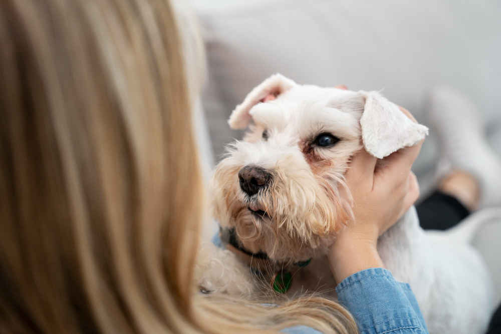 esterilización de mascotas
